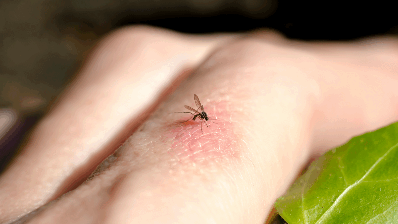 Gata cu viespile! Soluții naturale pentru curtea ta