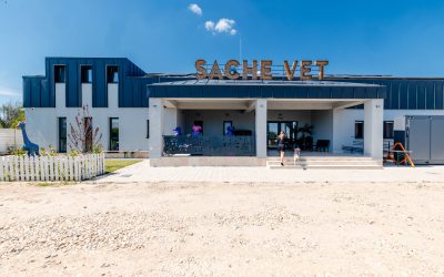 Spital veterinar gratuit, la o oră de București. Peste 5.000 de animale salvate