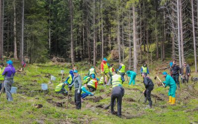 România rupe recordul la împăduriri în PNRR