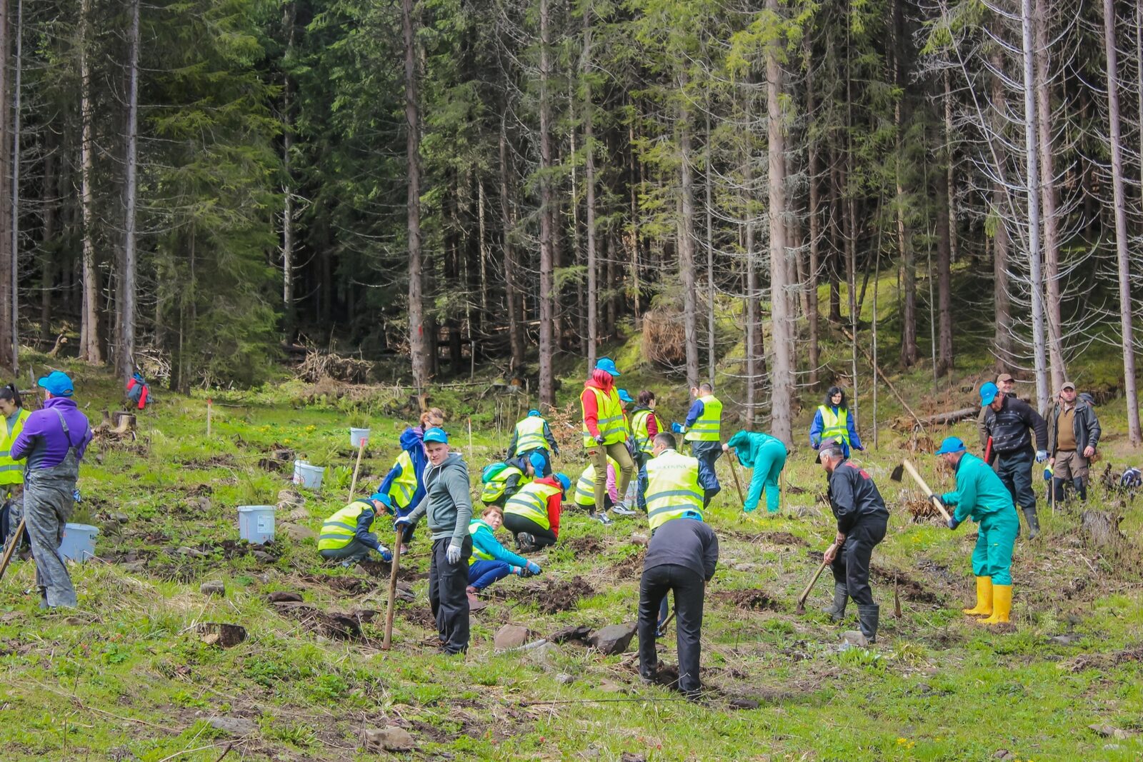 România rupe recordul la împăduriri în PNRR