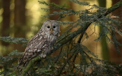 Pui de huhurez mare dintr-o specie rară, găsit rănit în mijlocul unui drum de salvamontiştii din Braşov
