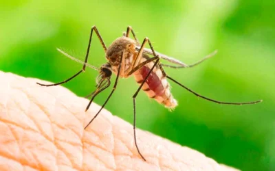 Virus West Nile Grecia: Riscuri vacanță. Recomandări turiști