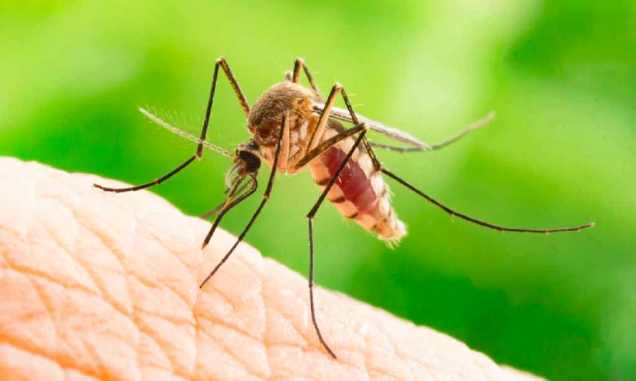 Virus West Nile Grecia: Riscuri vacanță. Recomandări turiști