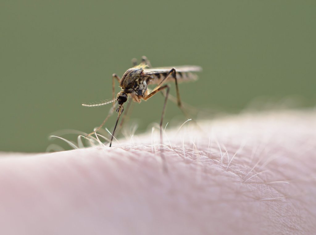 West Nile lovește Europa. Cum e în România?