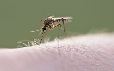 West Nile lovește Europa. Cum e în România?
