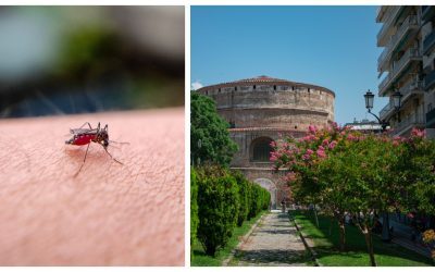Virus West Nile: Alerte în țara preferată de vacanță
