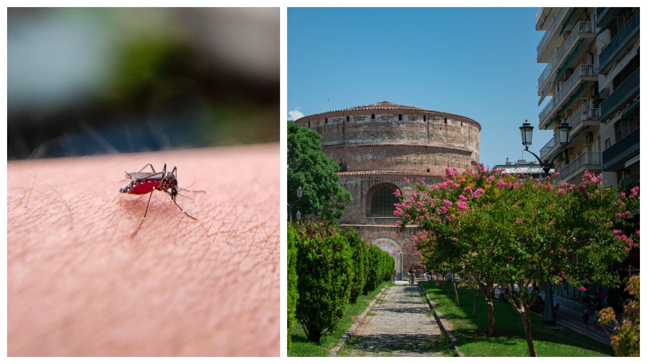 Virus West Nile: Alerte în țara preferată de vacanță
