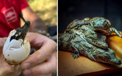 Căldură extremă în Franța: Crocodili de Nil clocesc pui fără incubator la zoo