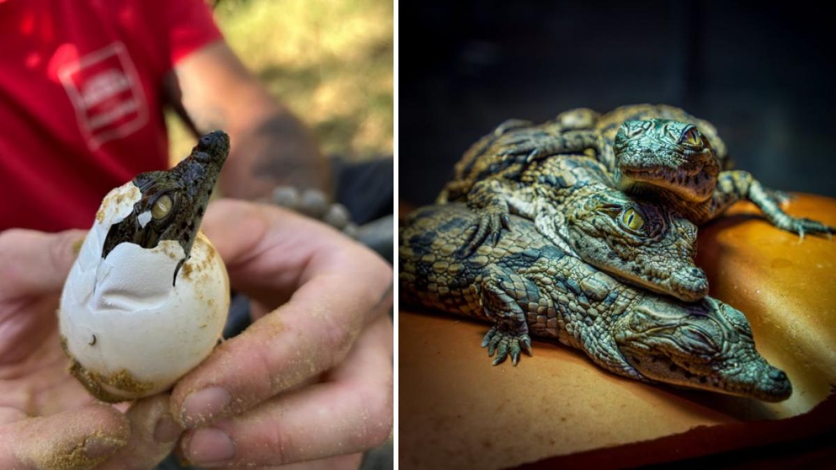 Căldură extremă în Franța: Crocodili de Nil clocesc pui fără incubator la zoo