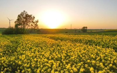 Pesticide: Măsură UE, salvare fermieri, scumpire zootehnie
