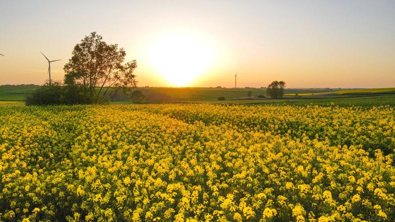 Pesticide: Măsură UE, salvare fermieri, scumpire zootehnie
