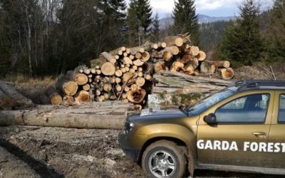 Buzoianu: Descoperire uriașă de tăieri ilegale de arbori