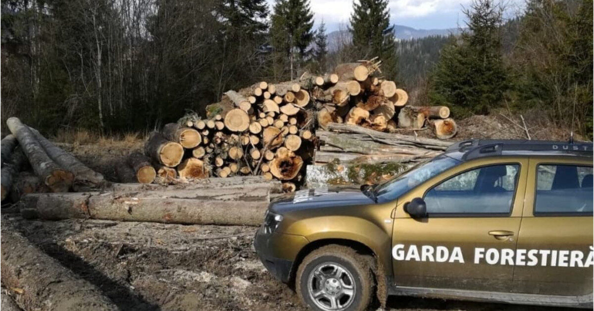 Buzoianu: Descoperire uriașă de tăieri ilegale de arbori