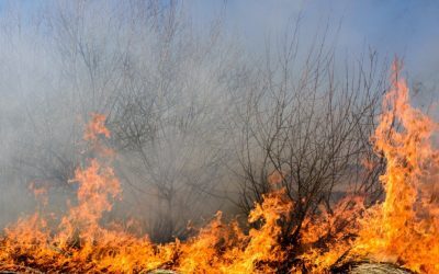 Incendii Caraș-Severin: 4 focare active, mobilizare totală