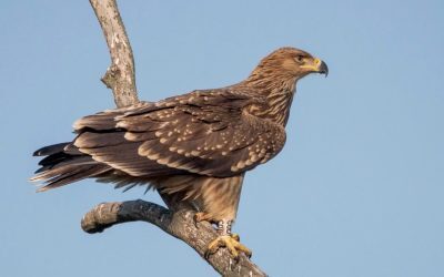 Acvilă imperială, salvată de traficanți, zboară liberă în Serbia