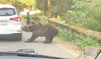 Ursoaică furioasă sfâșie mașină pe Transfăgărășan