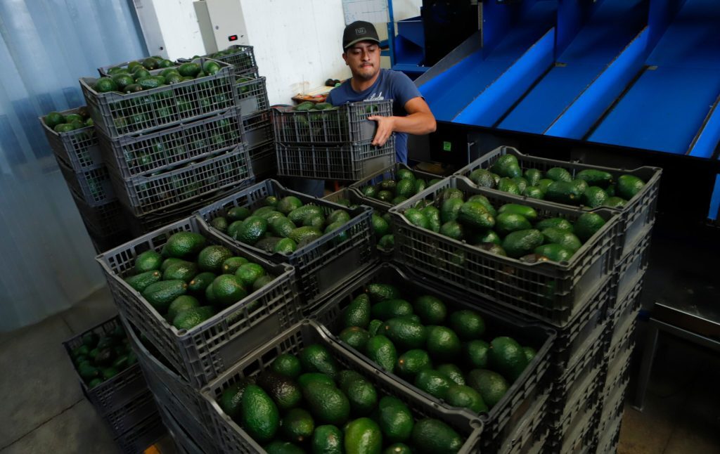 Avocado mexican, blocat la granița cu SUA. Nouă suspendare