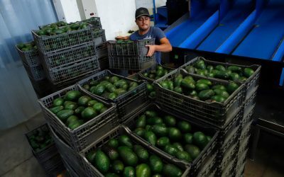 Avocado mexican, blocat la granița cu SUA. Nouă suspendare