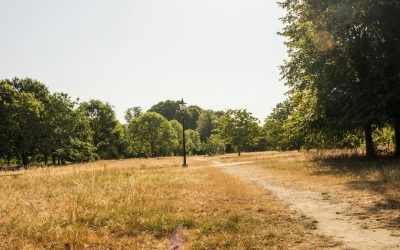 Hyde Park ca Serengeti: Londra, sub asediu de secetă