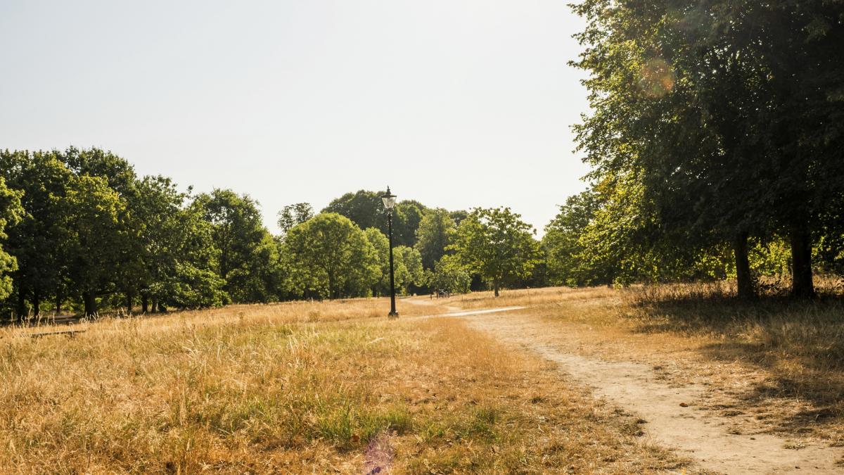 Hyde Park ca Serengeti: Londra, sub asediu de secetă