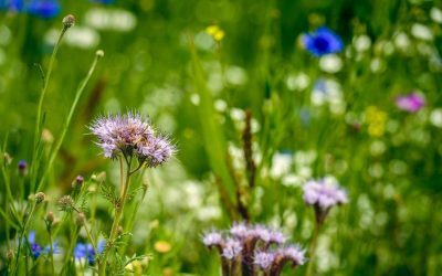Curtea Constituțională analizează legea pe biodiversitate