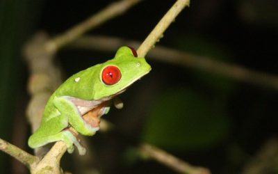 Broască mutantă în Costa Rica: Ce o face unică