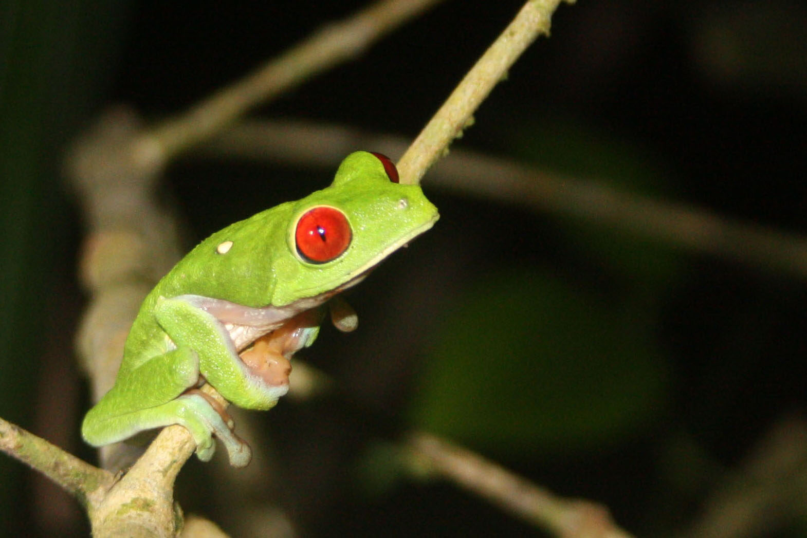 Broască mutantă în Costa Rica: Ce o face unică