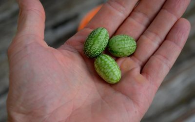 Legumă exotică de Buzău, acum pe rafturile din România