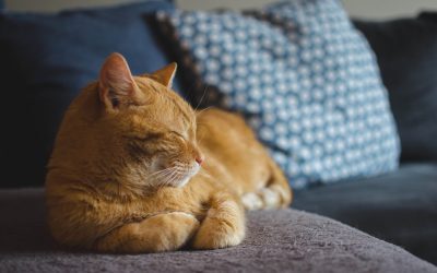 Pericol în casă: Obiecte banale, fatale pentru pisici. Avertisment veterinar