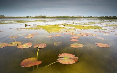 Delta Sălbatică susține reconstrucția ecologică a Deltei Dunării