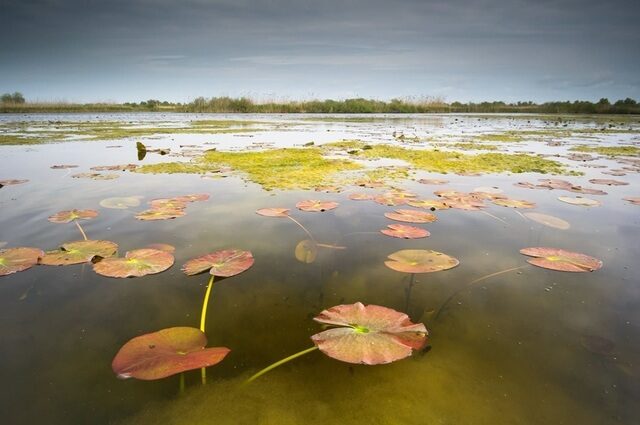 Delta Sălbatică susține reconstrucția ecologică a Deltei Dunării