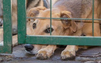 Administrația Prezidențială: Summit pentru protecția animalelor