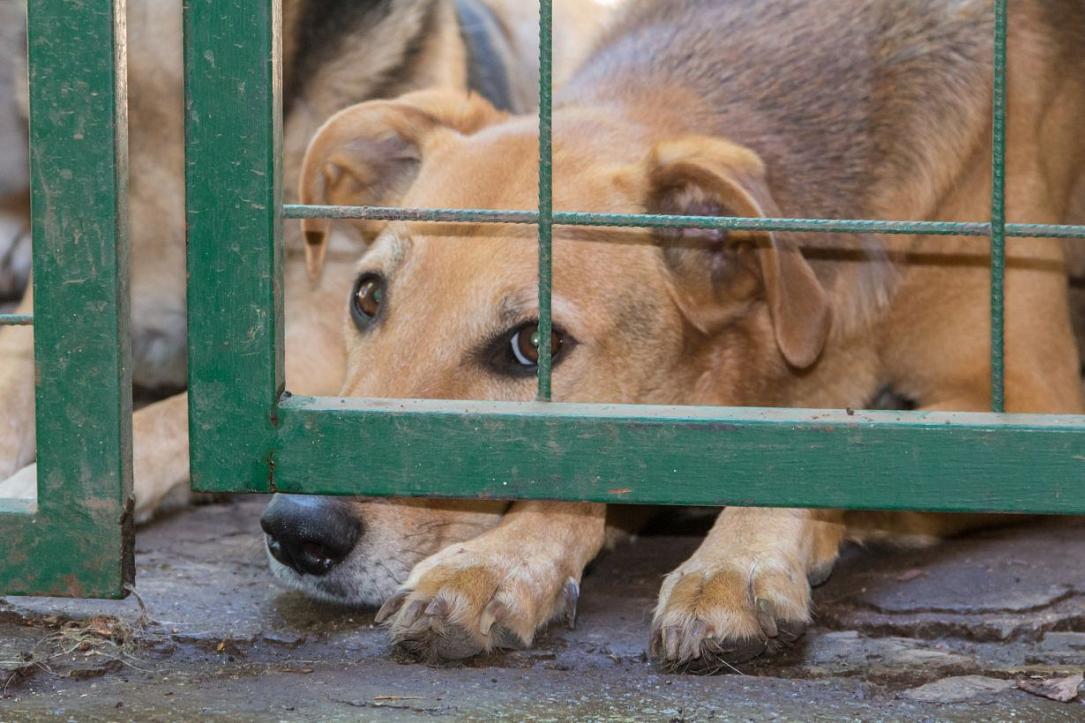 Administrația Prezidențială: Summit pentru protecția animalelor