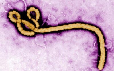 Ebola mutată în RD Congo, pericol global iminent