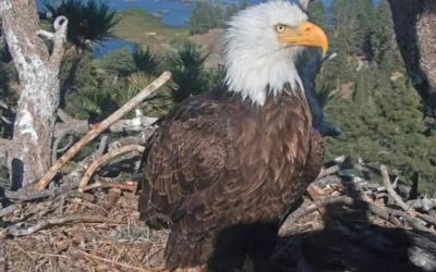 Vulturul pleșuv Jackie, un simbol al Californiei, a murit