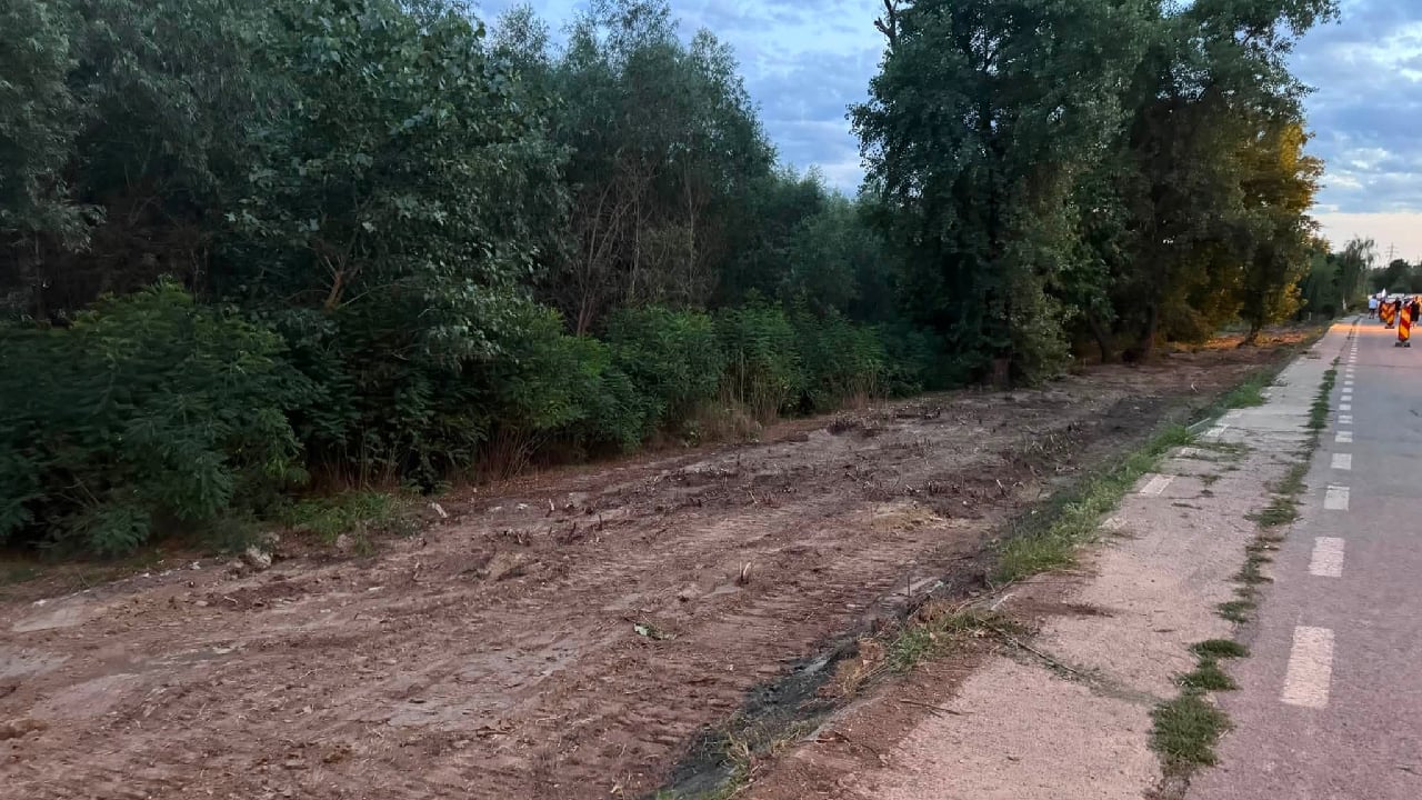Pușcani, liliecii și lupta pentru arborii de pe Faleza Galați