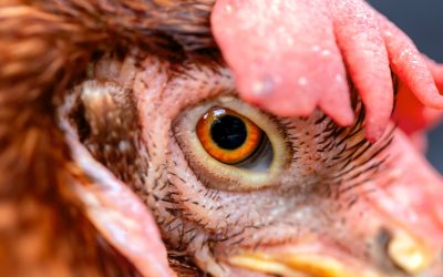 Ferme de pui: Cresc riscul de bacterii ucigașe