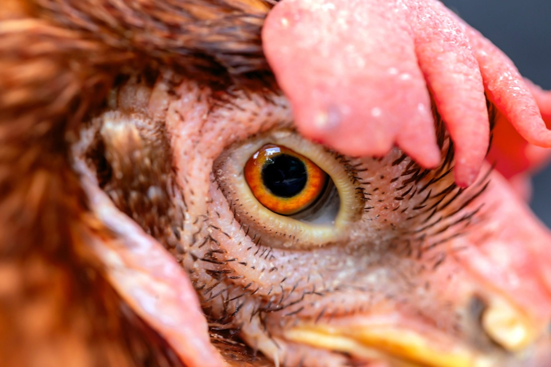 Ferme de pui: Cresc riscul de bacterii ucigașe