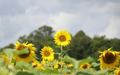 Recolta toamnei: Fermierii români, pe minus cu 353.000 ha