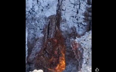 Parcul Lunca Mureșului: Copaci cu foc din interior, de la rădăcină