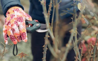 Grădina după caniculă: Salvarea plantelor și pregătirea de toamnă
