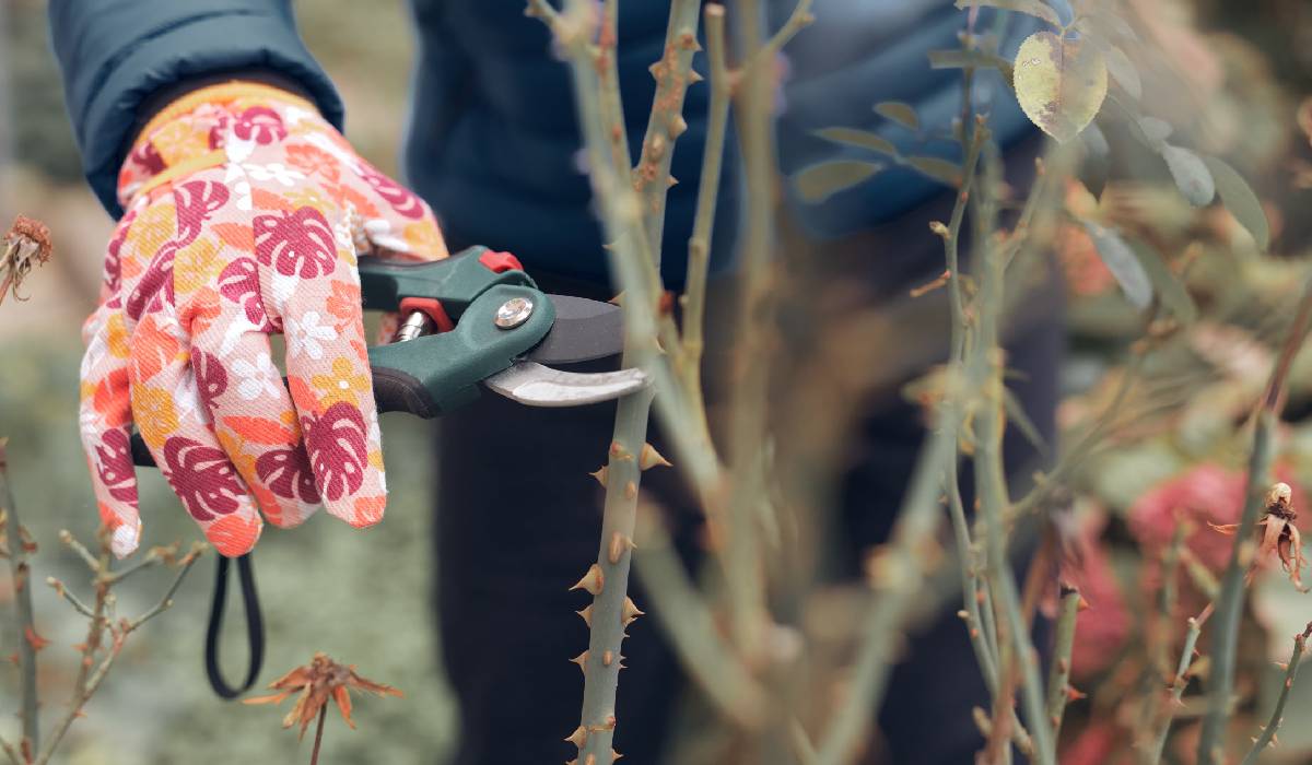 Grădina după caniculă: Salvarea plantelor și pregătirea de toamnă