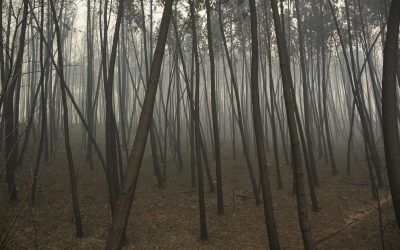 Noul mega-parc european se ridică la noi în țară