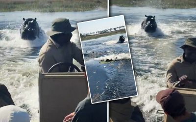 Hipopotam încolțește barca turiștilor din Botswana