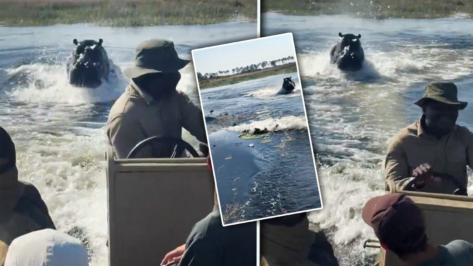 Hipopotam încolțește barca turiștilor din Botswana