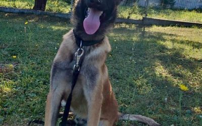 Câine refugiat din poliție, adoptat fulgerător de o familie iubitoare