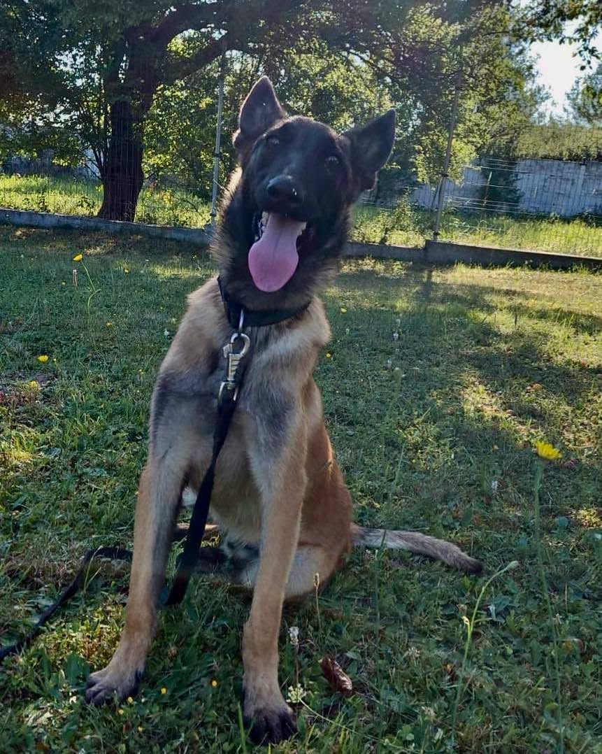 Câine refugiat din poliție, adoptat fulgerător de o familie iubitoare