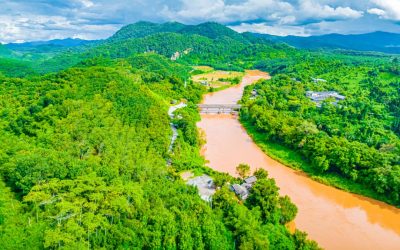 China: Amazoanele refăcute în 20 de ani, o minune ecologică