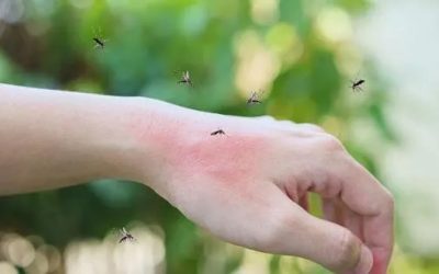 Virusul West Nile ia amploare: Italia și Grecia, zone roșii