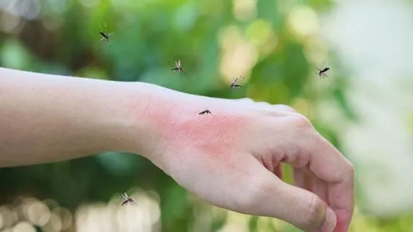 Virusul West Nile ia amploare: Italia și Grecia, zone roșii